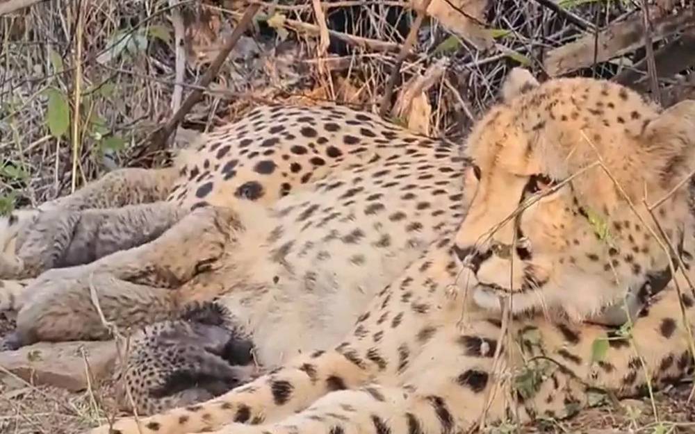 Indian-born Cheetah Mukhi Gives Birth to Five Cubs at Kuno